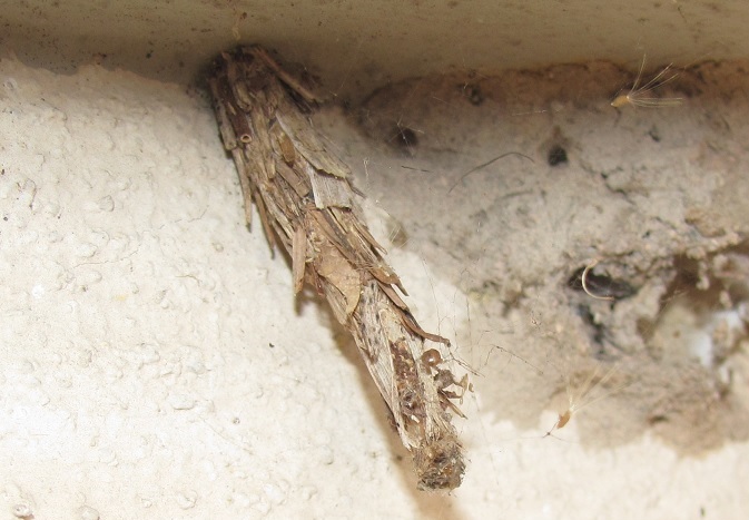 Psychidae da ID